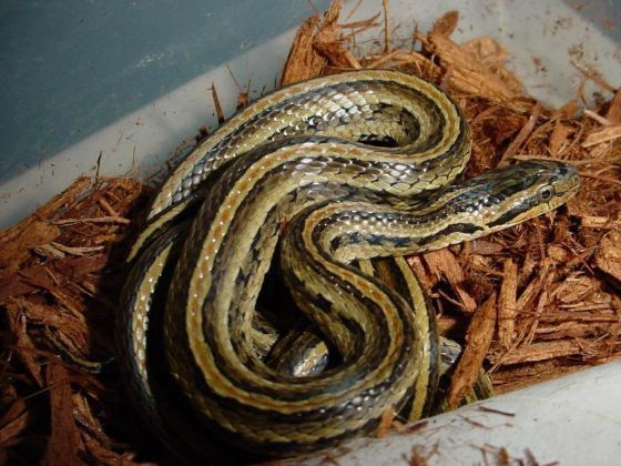 红纹滞卵蛇动物