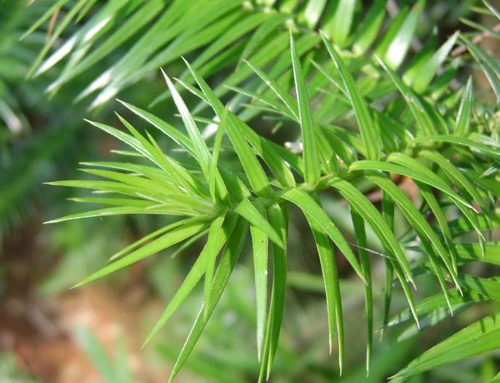杉木属(植物)