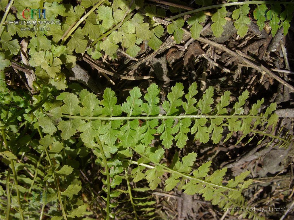 虎尾鐵角蕨植物