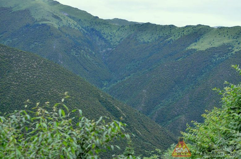 超過此界線,被適應高寒,風大得高山灌叢和草甸所替代,森林線在低,中