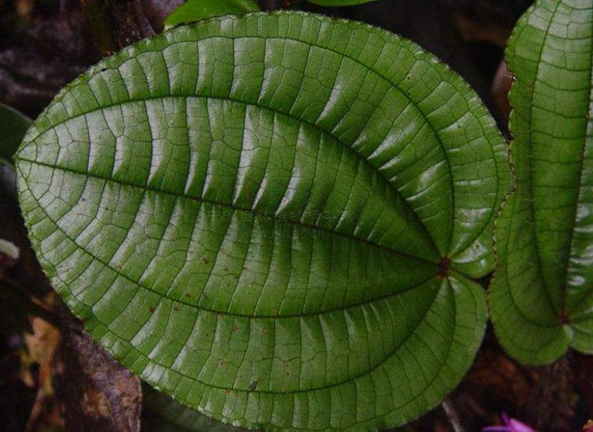 锦香草(植物)