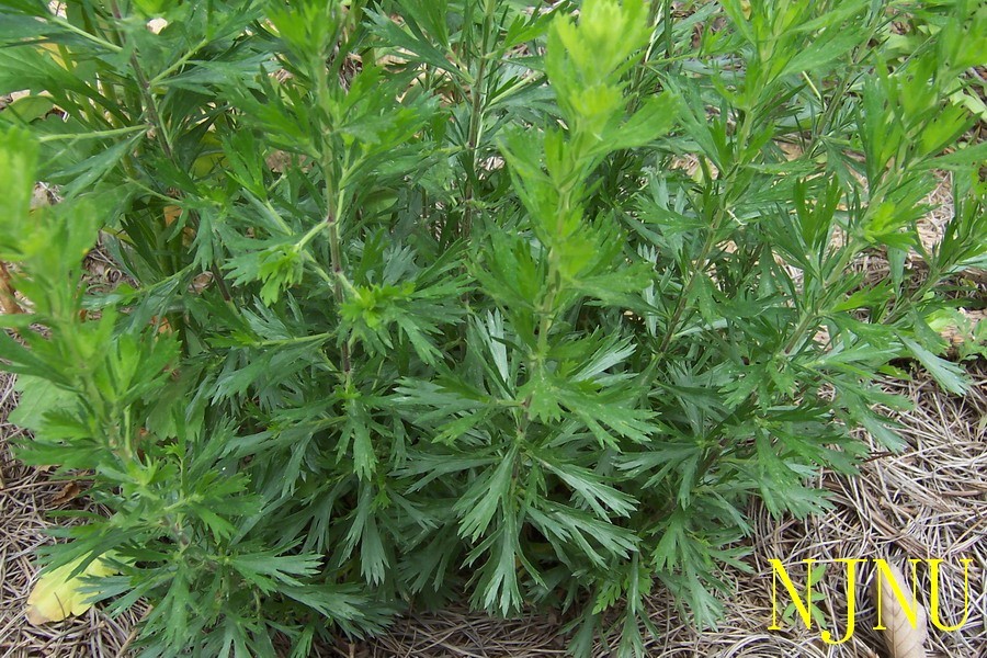 牡蒿(医药|中医学与中药学)