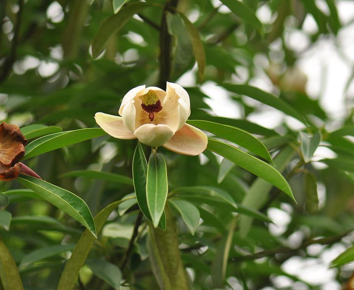 乳源木莲(植物)