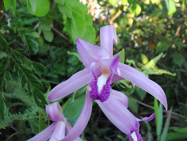 凯瑟琳科雷兰 (植物)