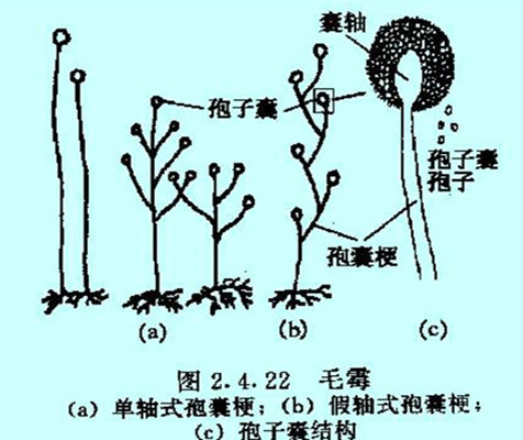 毛霉显微镜下手绘图片图片