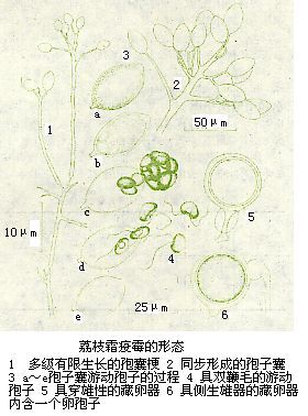 莴苣霜霉病菌手绘图图片