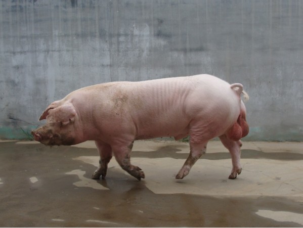 甘肃白猪(动物)