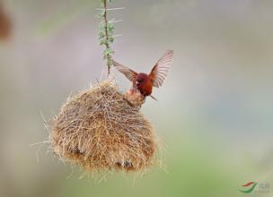 阿拉伯金麻雀(其他生物相关)