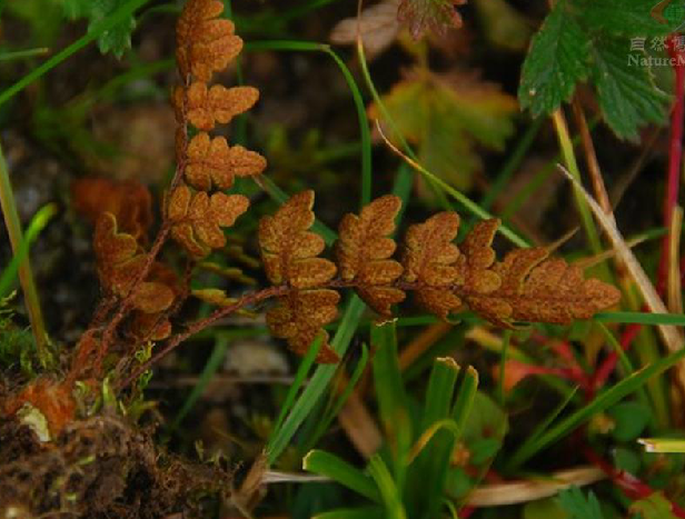 欧洲金毛裸蕨 (植物)