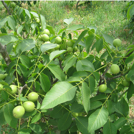 亲本为新疆薄壳3号实生早实株系20905×新疆露仁1号实生早实株系20104