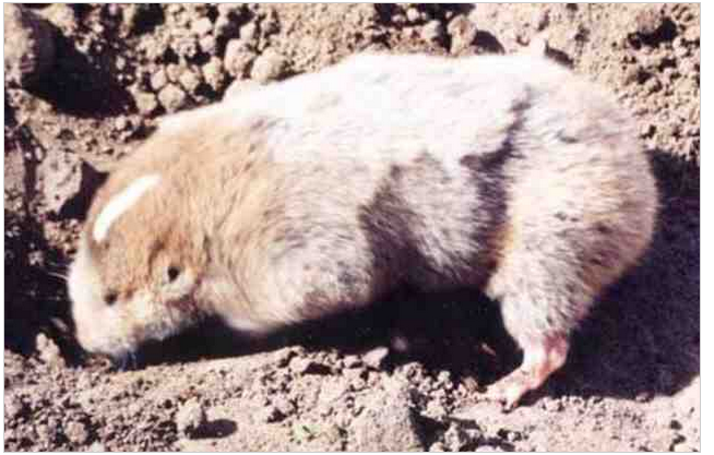 myospalax psilurus),别称地羊,瞎老鼠,盲鼠,瞎摸鼠子,华北鼢鼠,地排