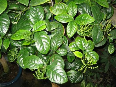 野珠兰(植物)_技点百科