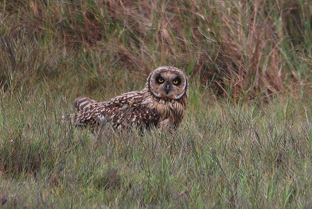 圣益达短耳鸮 (动物)