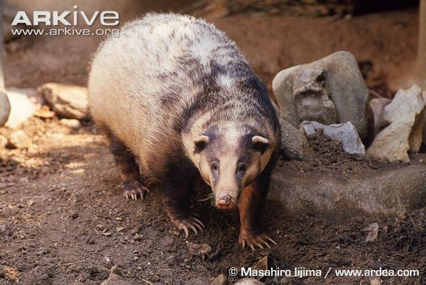 猪獾属(动物)arctonyx仅1种,即猪獾arctonyx collaris.