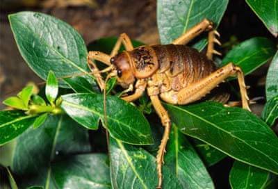 大沙螽其他生物相关