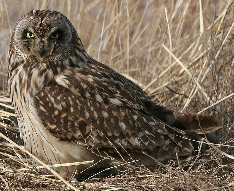 头骨宽大,腿较短,面盘圆形似猫,常被称为 猫头鹰 ,部分种类有耳状羽毛
