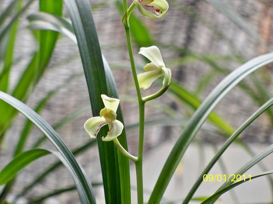 太极兰(植物)太极兰,兰花的品种之一.解放前选出.
