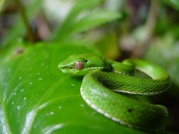 台湾青蛇 (动物)