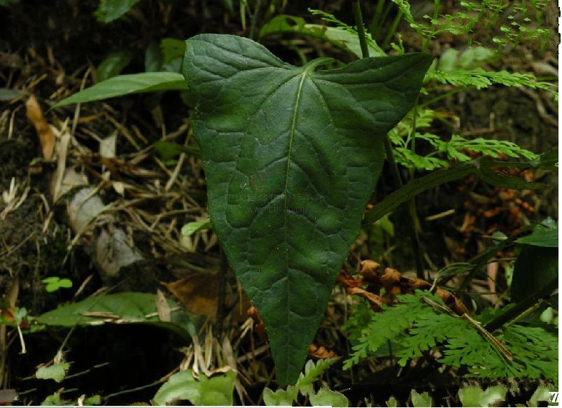假冠毛草(植物)