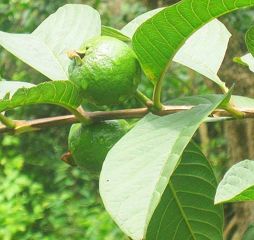 番石榴叶 (植物)