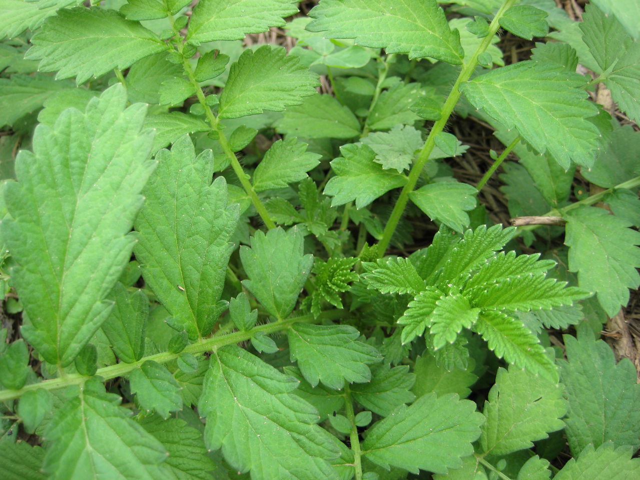 白湎草(植物)