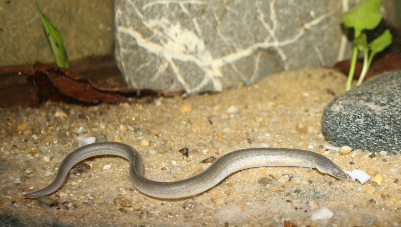 波露豆齿蛇鳗图片