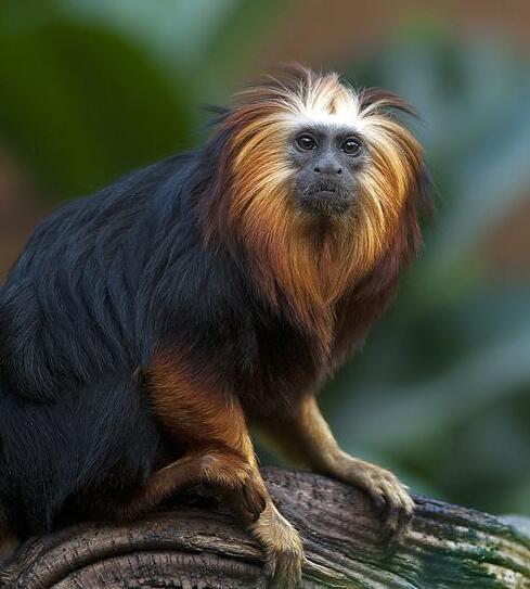 金头狮面狨(动物)