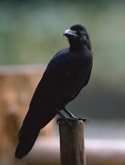 动物)大嘴乌鸦(学名:corvus macrorhynchos)又叫巨嘴鸦,俗称老鸦,老鸹