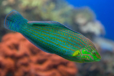 黑尾海豬魚其他生物相關