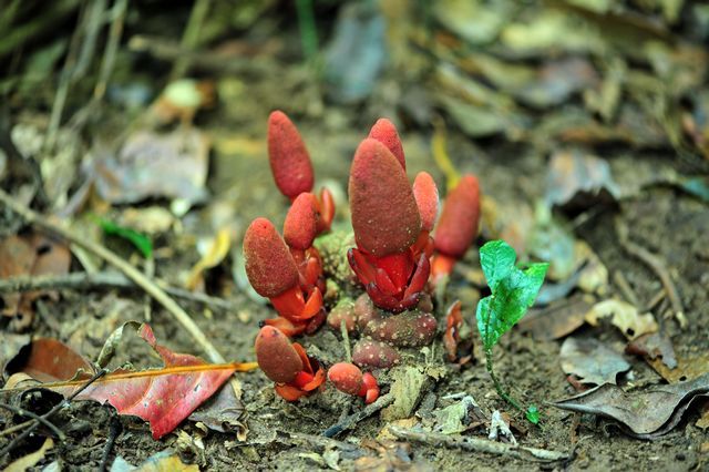 粪生花褶伞 (其他生物相关)