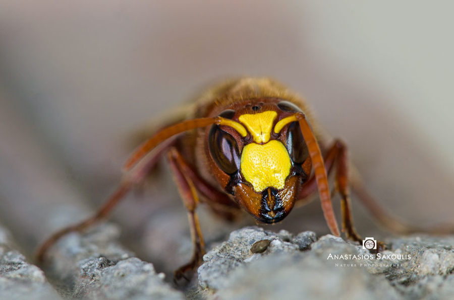 东方胡蜂 (动物)