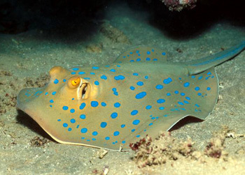 双斑燕魟 (动物)