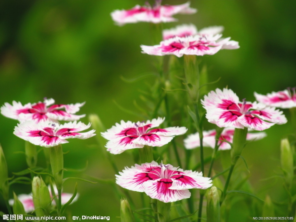 竹节花(植物)