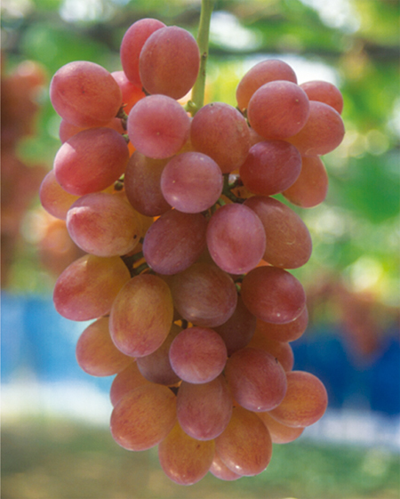 红罗莎里奥(植物)