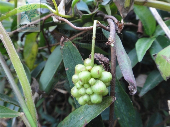 团饭藤植物