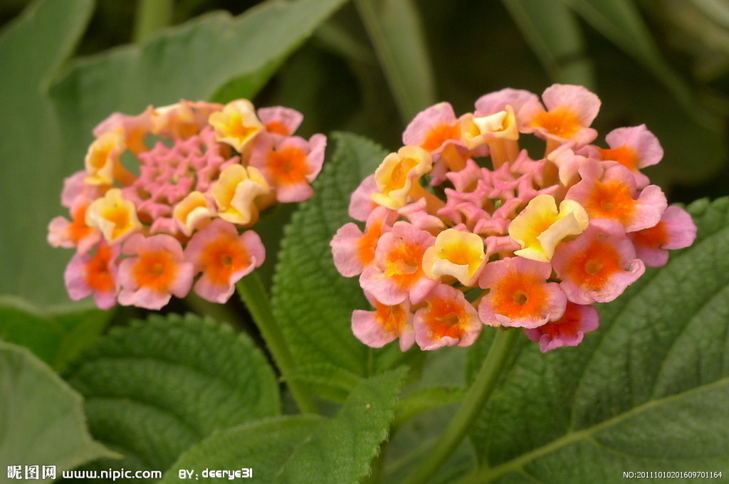 五色花(植物)