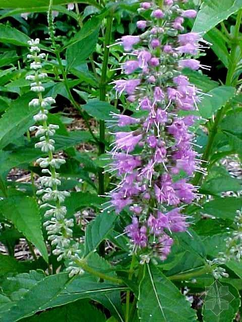 细穗密花香薷 (植物)