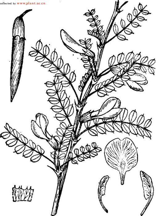 猴獠刺 (植物)