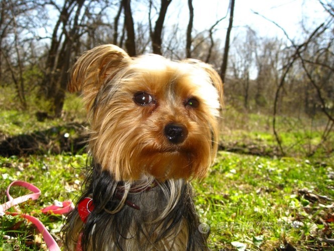 约瑟犬其他生物相关