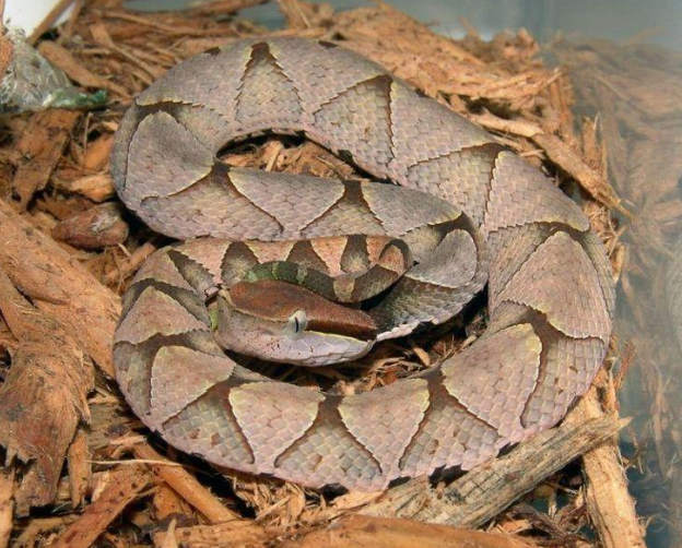 尖吻蝮(动物)_技点百科