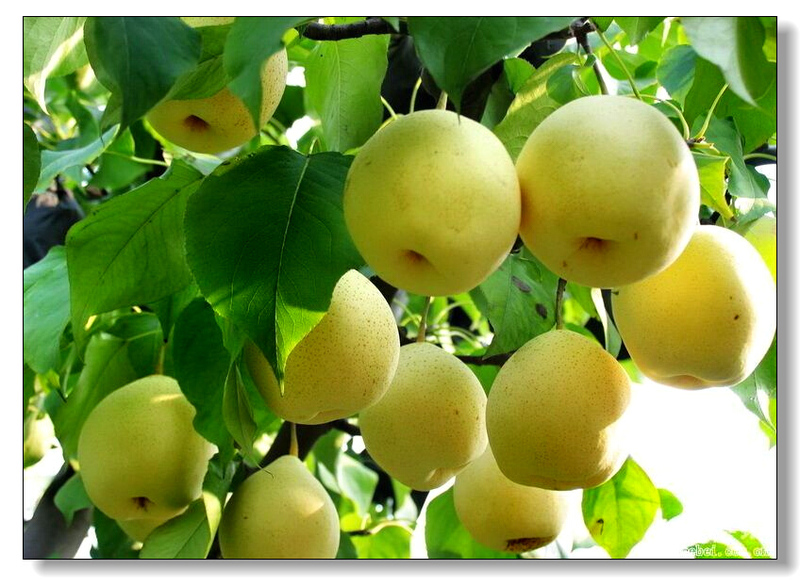 梨果(植物)梨果为一种假果,由5 个合生心皮,下