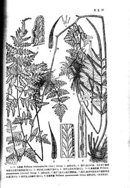 凤尾蕨手绘图片