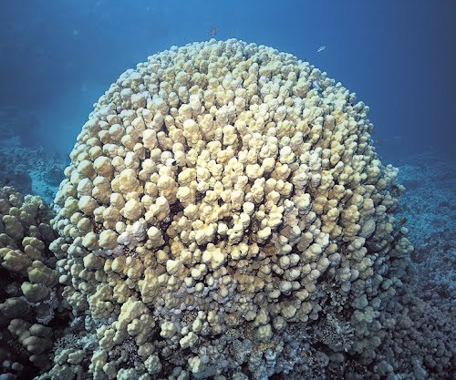 瘤形滨珊瑚动物