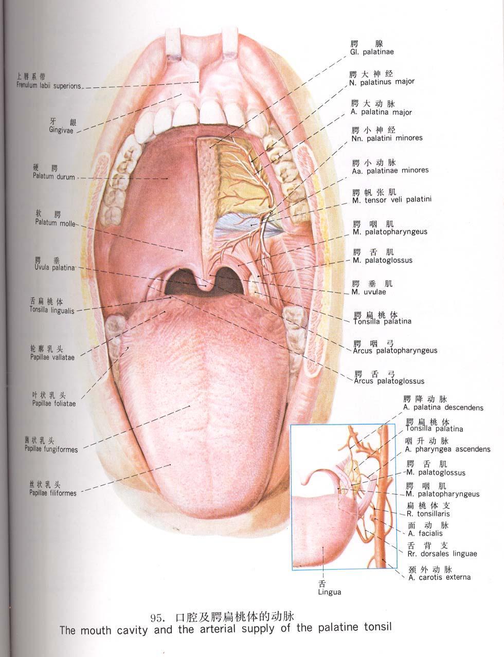 咽腭弓和舌腭弓图片