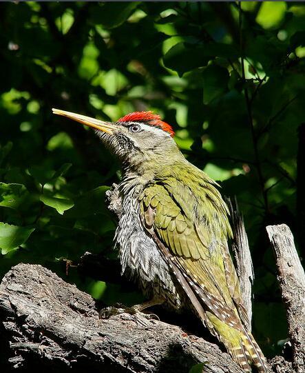 鳞腹绿啄木鸟 (动物)