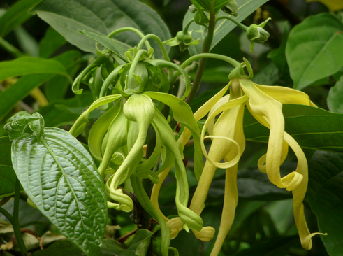 依兰 (植物)