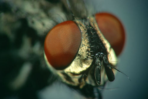肉蝇(动物)肉蝇是双翅目麻蝇科(sarcophagidae)下的所有苍蝇的统称.