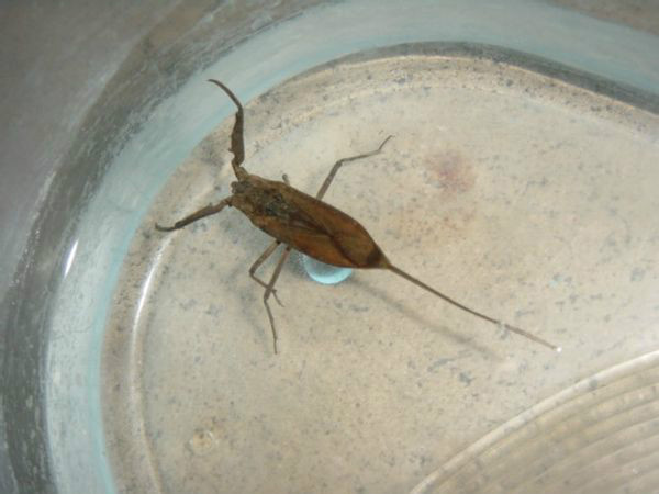 红娘华(其他生物相关)