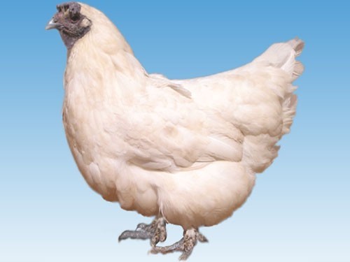 云龙矮脚鸡 (动物)