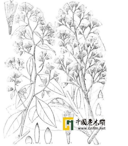 野辣烟 (植物)